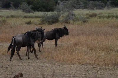 DSC_4069 (Large).JPG